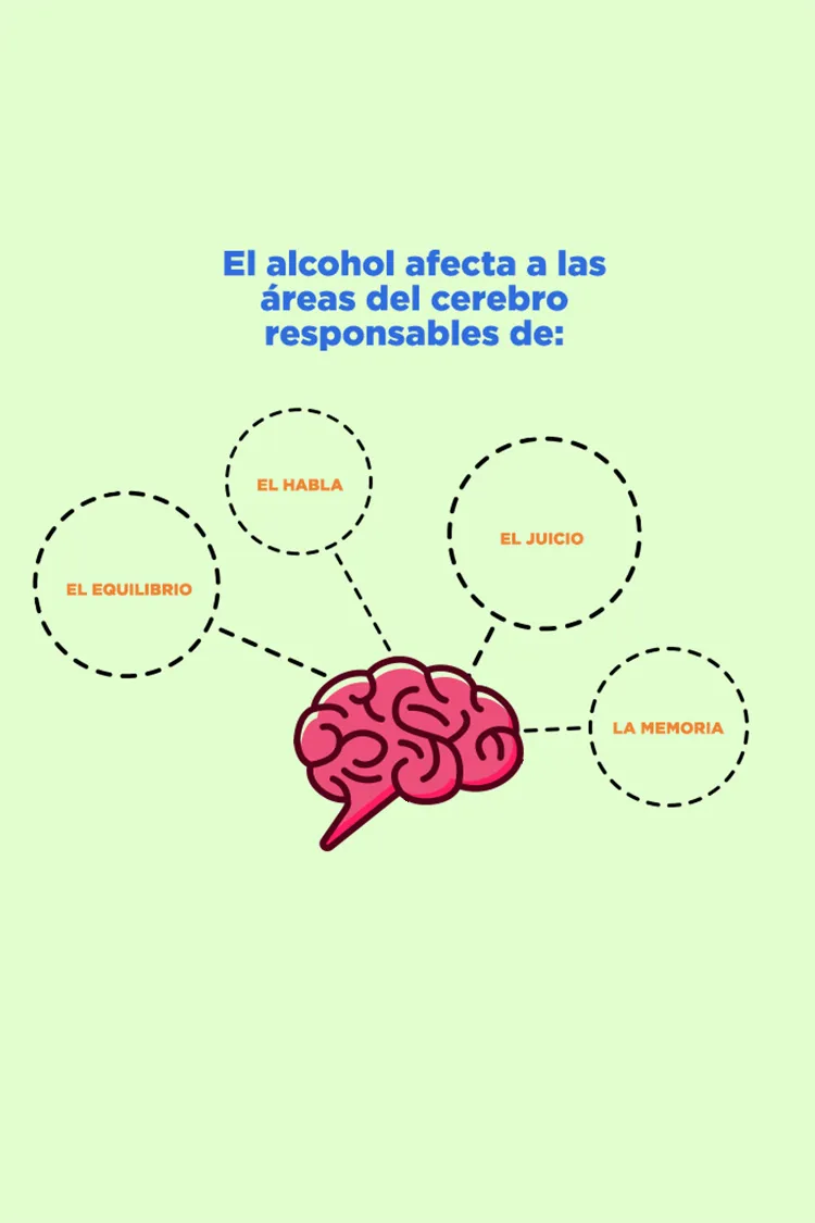 Infographic Brain Diagram Spanish Text Highlighting Cognitive Areas Drinksmart